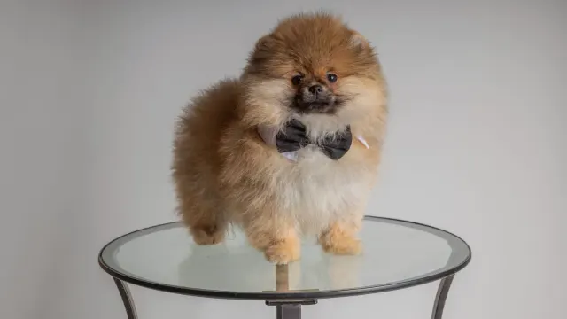 A young puppy standing calmly on a grooming table while being brushed