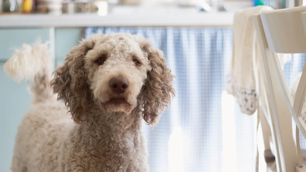 Adult dog sitting on a kitchen floor near a small puddle, looking up at the camera