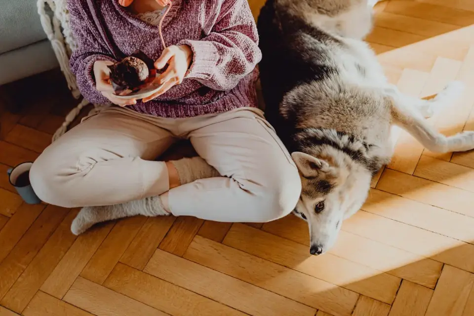 An adopter sitting quietly on the floor while a wary rescue dog keeps distance