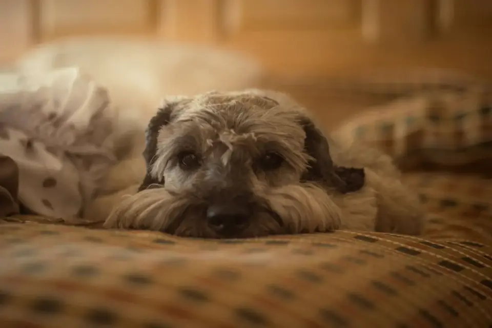 An older dog resting comfortably on a padded bed
