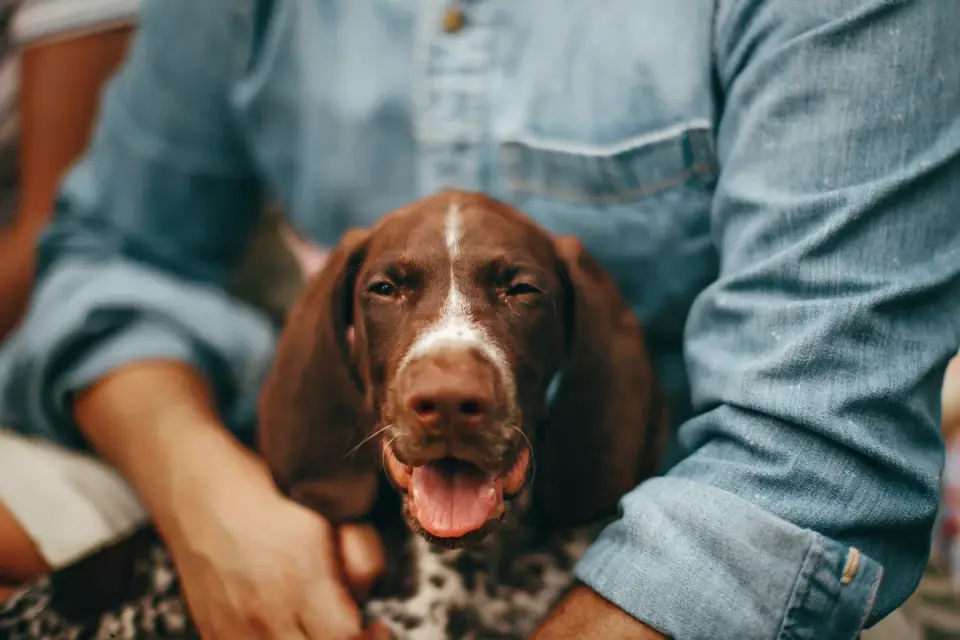An owner asking a puppy to sit before placing a food bowl on the floor