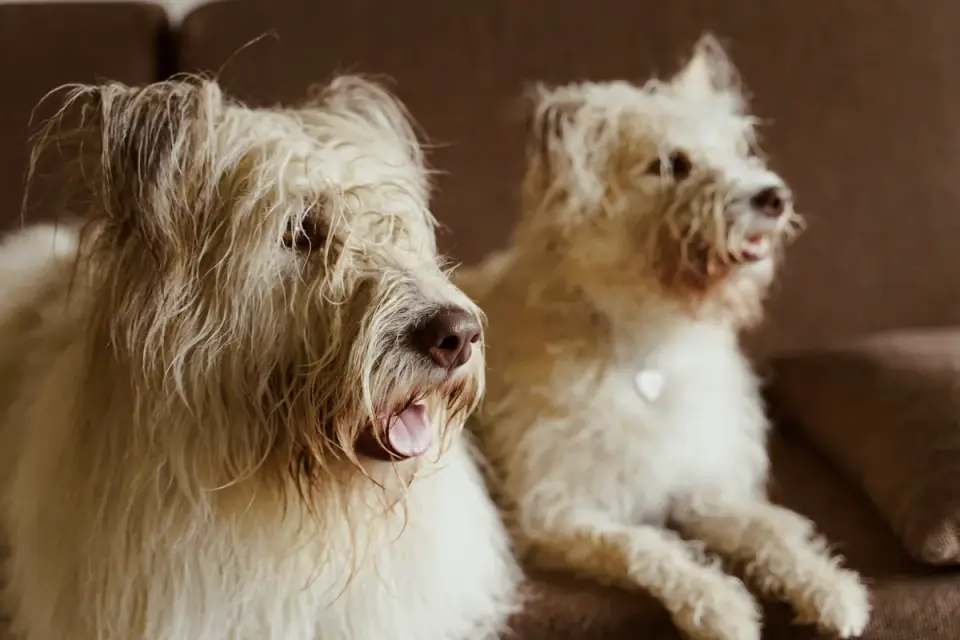 An undercoat rake being used on a double-coated dog&#x27;s fur
