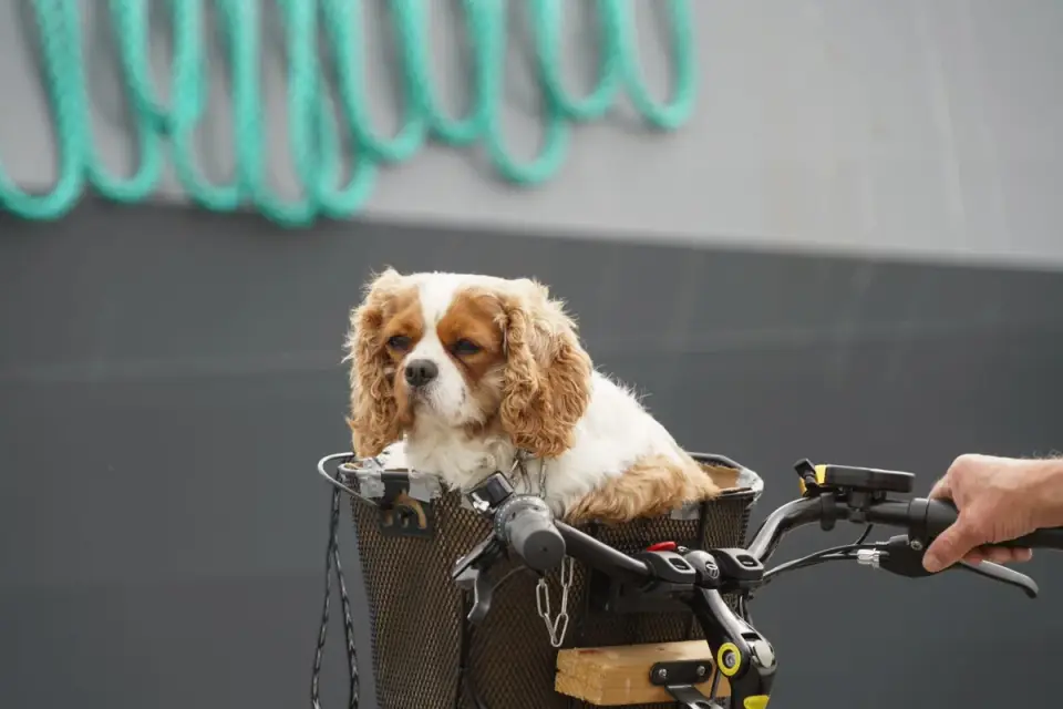 Cavalier King Charles Spaniel resting quietly in an owner's lap