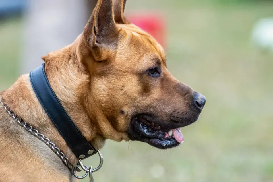 Close-up of a dog&#x27;s neck fur showing a faint ring where a collar sits