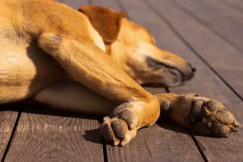 Close-up of a dog&#x27;s paw with nails resting on a hardwood floor
