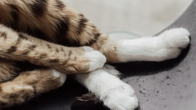 Close-up of a groomer's fingers spreading a dog's toes to trim pad fur