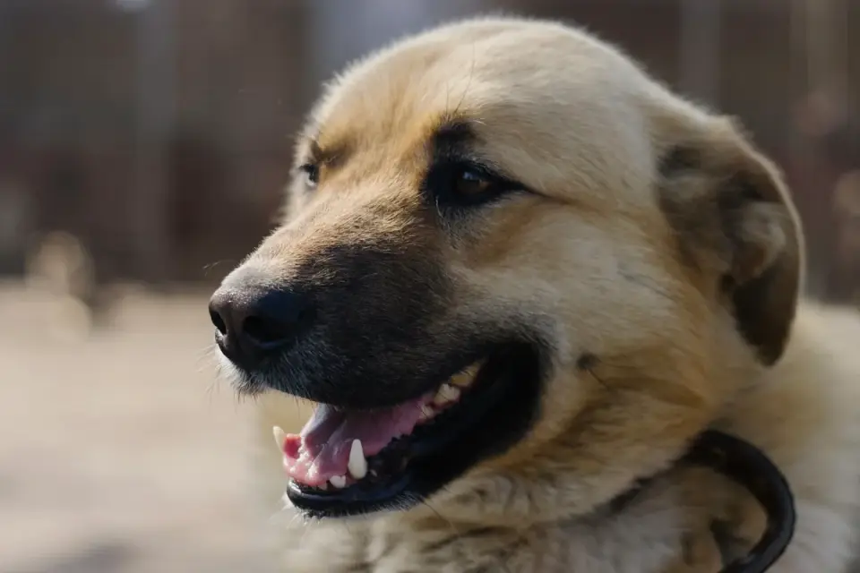 Close-up of a hard plastic basket muzzle with wide slats