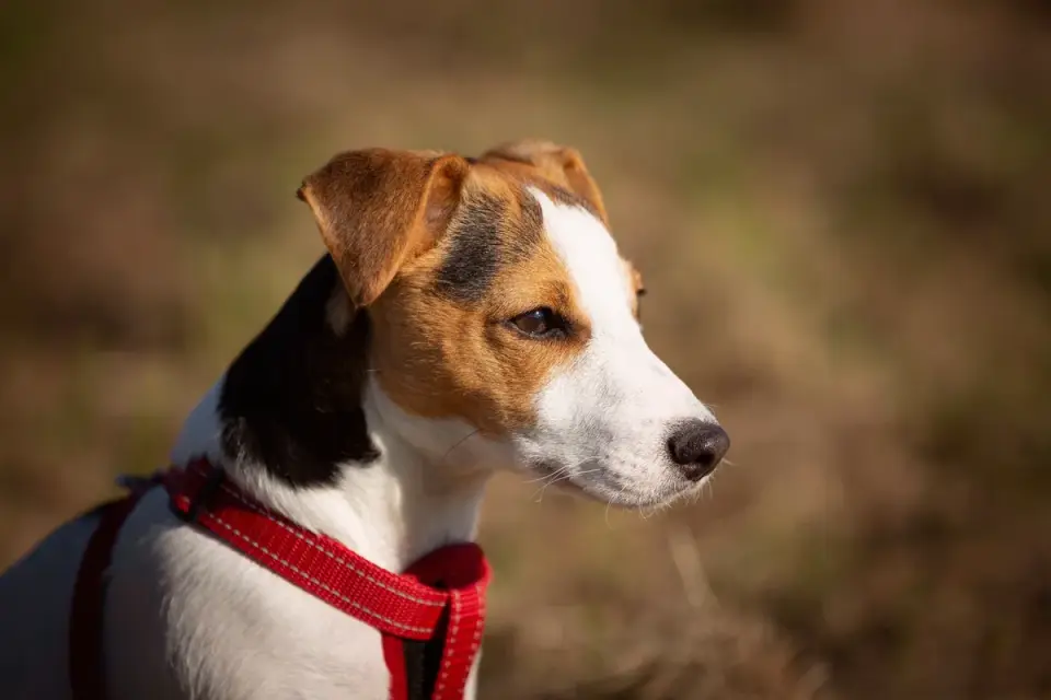 Close-up of a harness strap fitted across a small dog&#x27;s chest