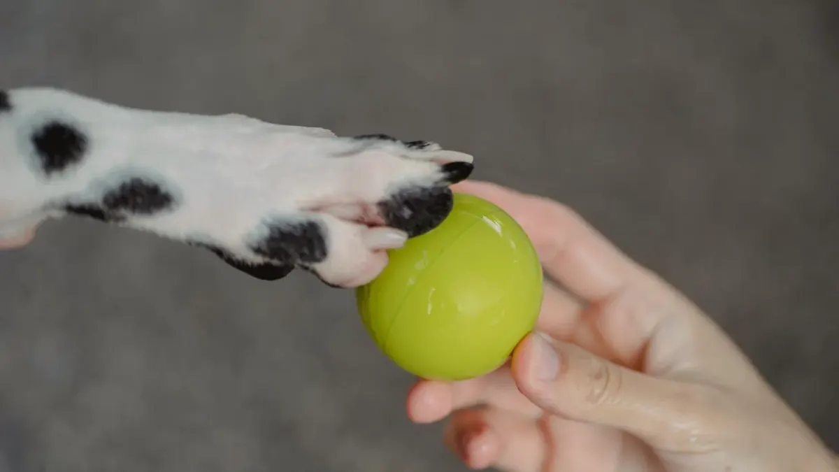 Close-up of a person trimming a dog's nail with clippers