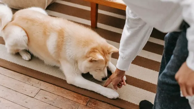 Dog eating from a bowl at home