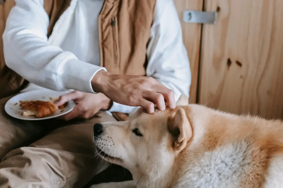 Dog eating from a bowl