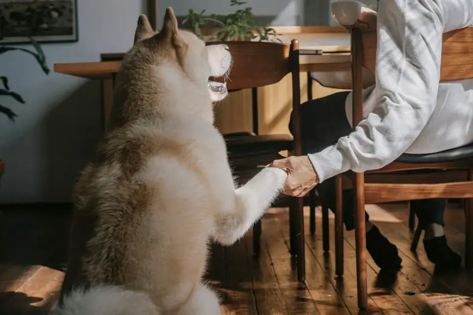 Dog owner examining their dog&#x27;s paw and nails on a living room floor