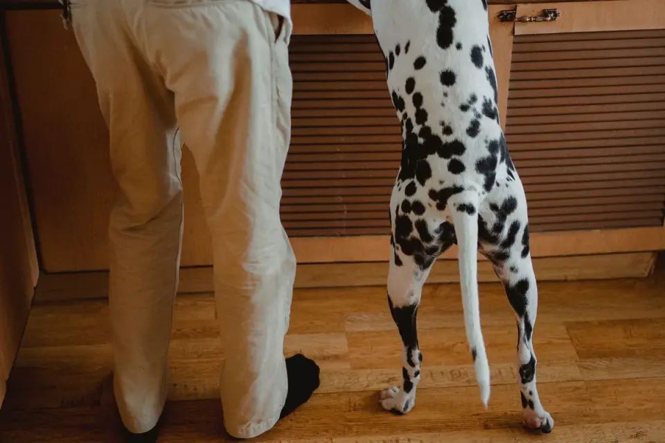 Dog owner preparing a meal