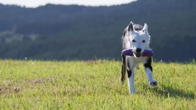 Dog playing outdoors
