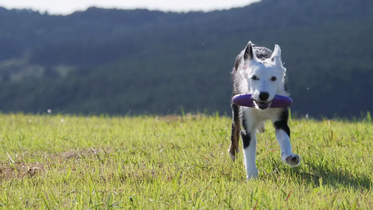 Dog playing outdoors