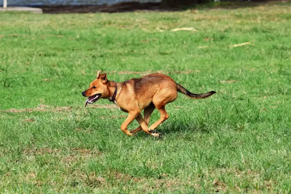 Dog running through an open gap in a backyard fence