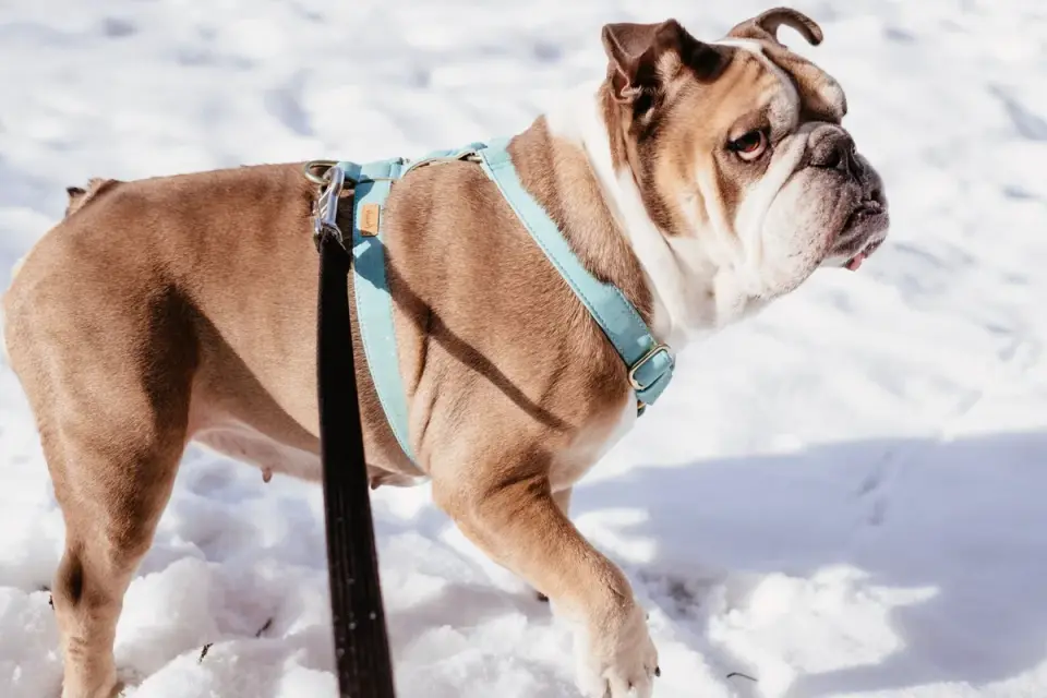 Dog walking on a front-clip harness with a relaxed leash