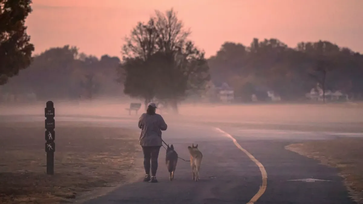Dog walking outdoors