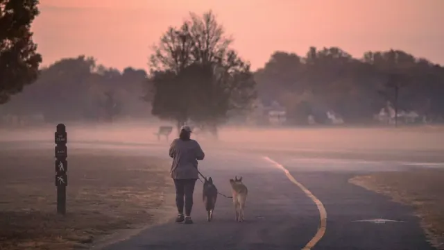 Dog walking outdoors