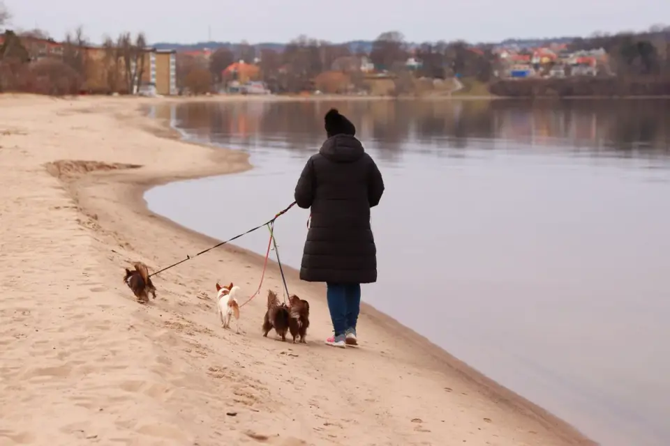 Dog walking outdoors