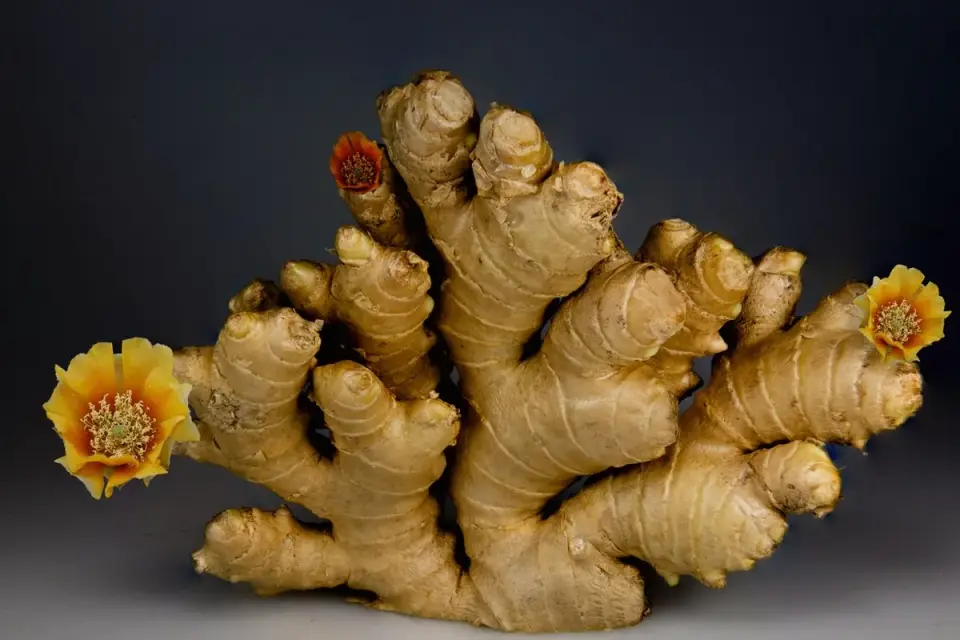 Fresh ginger root next to a small bowl of dog treats on a kitchen counter