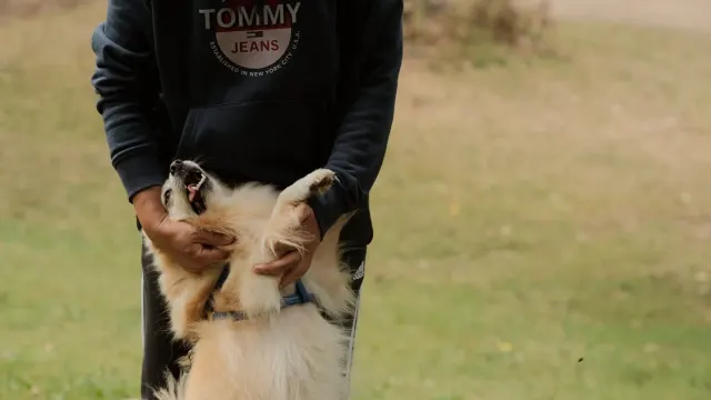 Older dog with an owner in a park