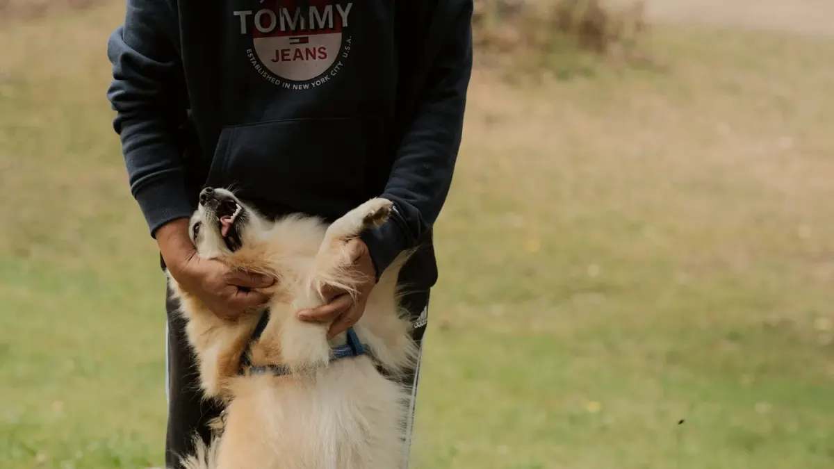 Older dog with an owner in a park
