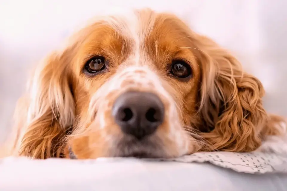 Owner gently cleaning a Cocker Spaniel&#x27;s ear at home