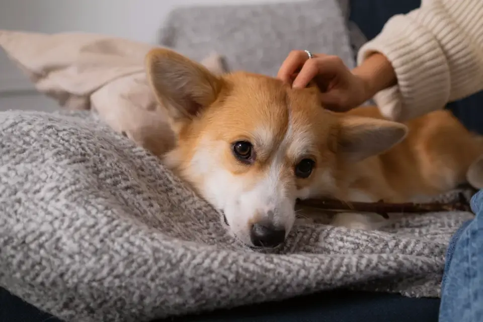 Owner gently handling a dog&#x27;s paw and ears during an at-home practice session