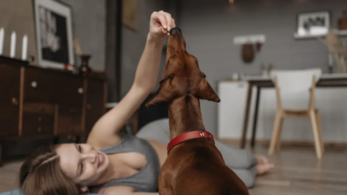Owner kneeling and giving a raised-palm hand signal to a dog sitting attentively