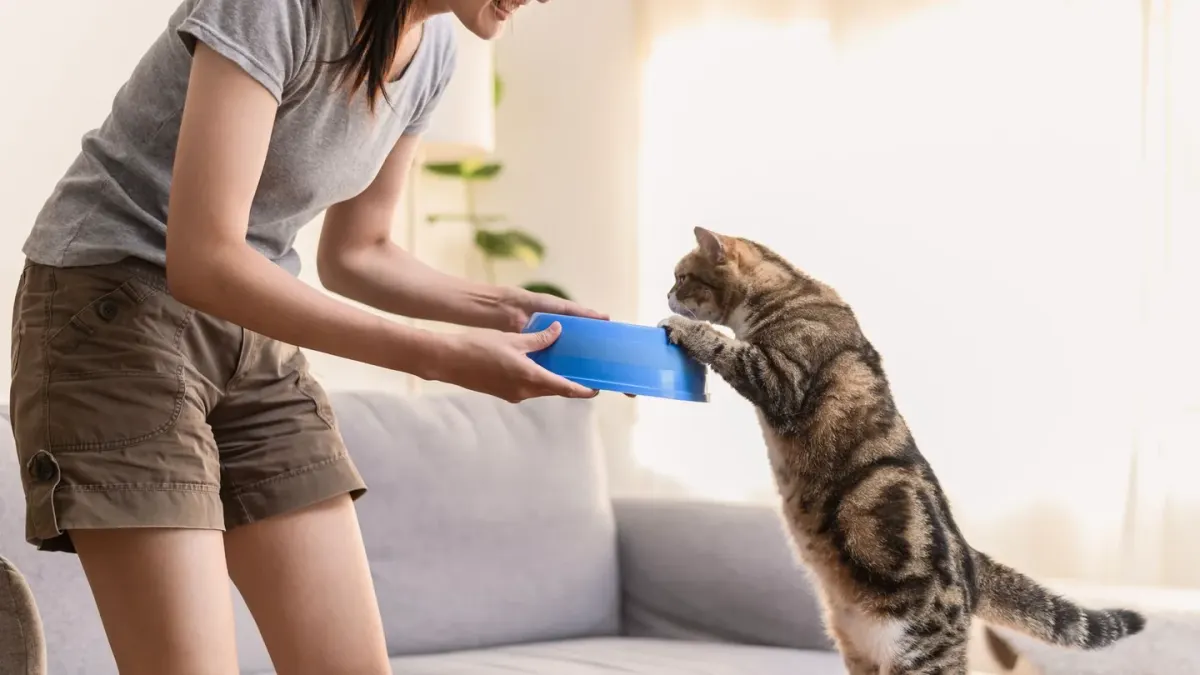Owner sprinkling a powdered supplement over a dog's food bowl