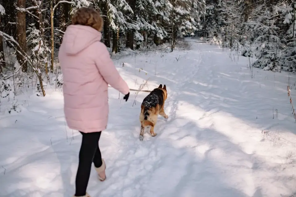 Owner wiping a dog&#x27;s paw with a towel after a walk on a snowy street