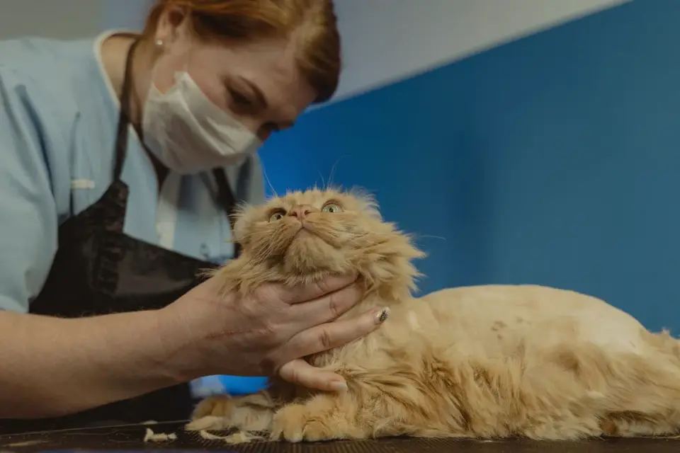 Person gently trimming fur between a dog's toes using rounded-tip scissors