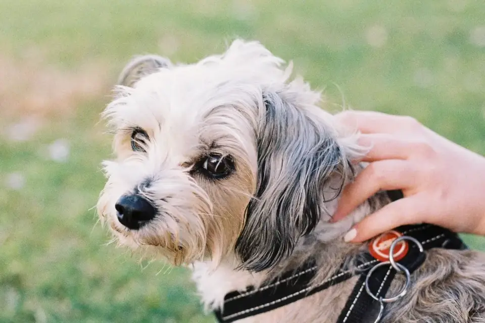 Puppy on a leash standing on grass during a morning walk