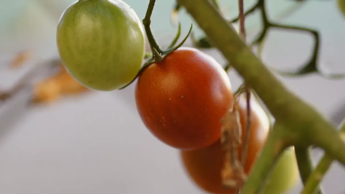 Ripe red tomatoes on the vine beside a still-green, unripe tomato
