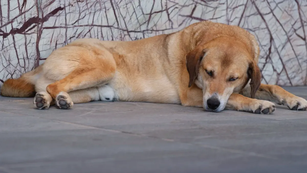 Senior dog resting at home