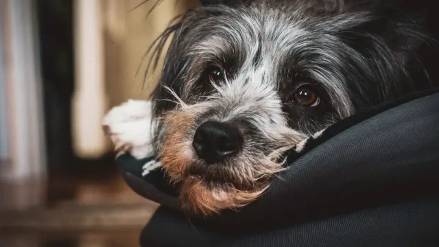 Senior dog resting at home