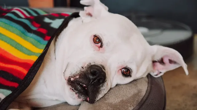 Senior dog resting at home