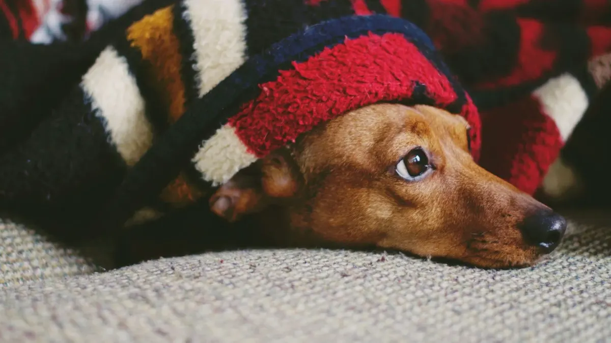 Senior dog resting at home