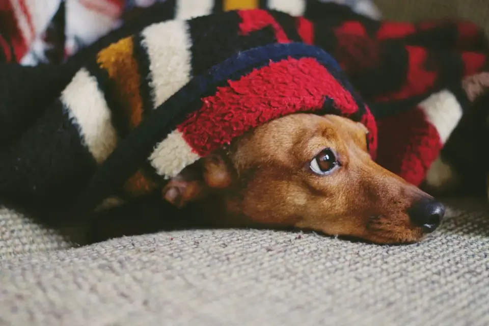 Senior dog resting at home