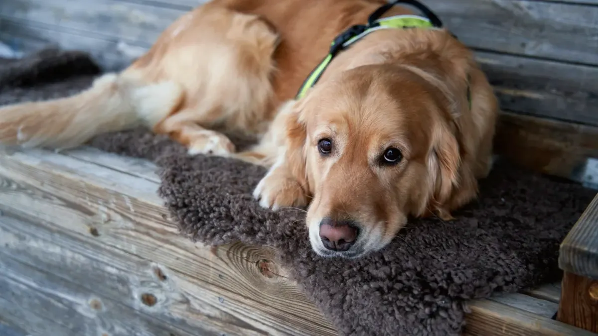 Senior dog resting stiffly on a rug while rain streaks a nearby window