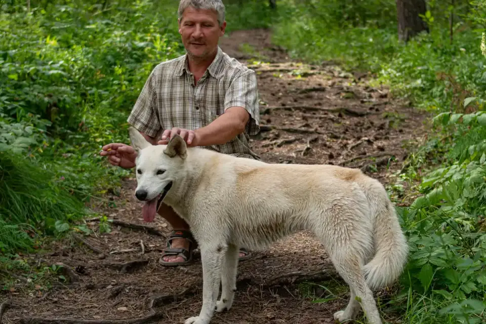 Senior dog walking with an owner