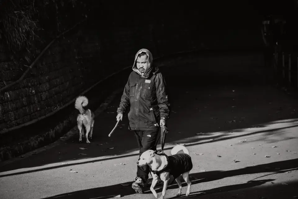 Senior dog walking with an owner