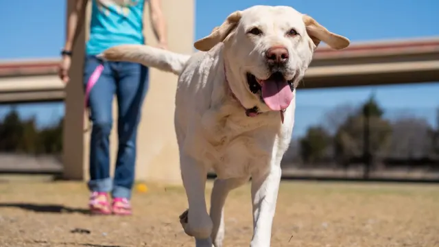 Senior dog walking with an owner
