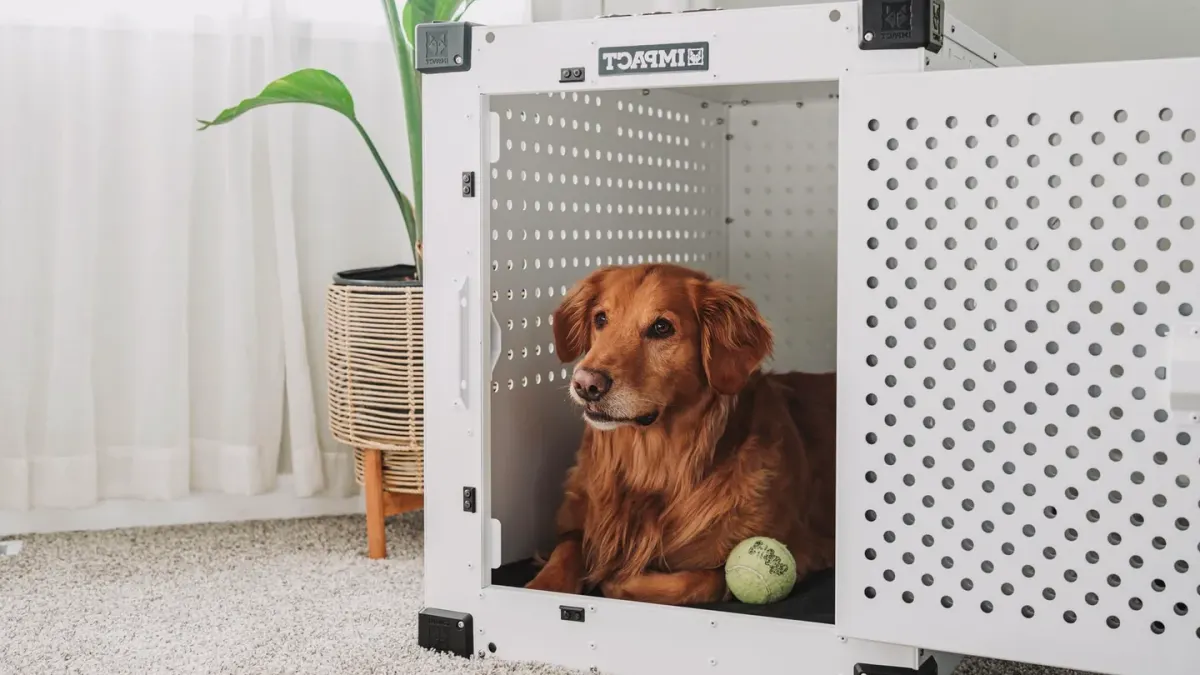 Senior golden retriever pushing up off a dog bed, weight shifted onto its front legs