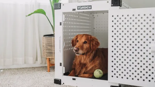 Senior golden retriever pushing up off a dog bed, weight shifted onto its front legs