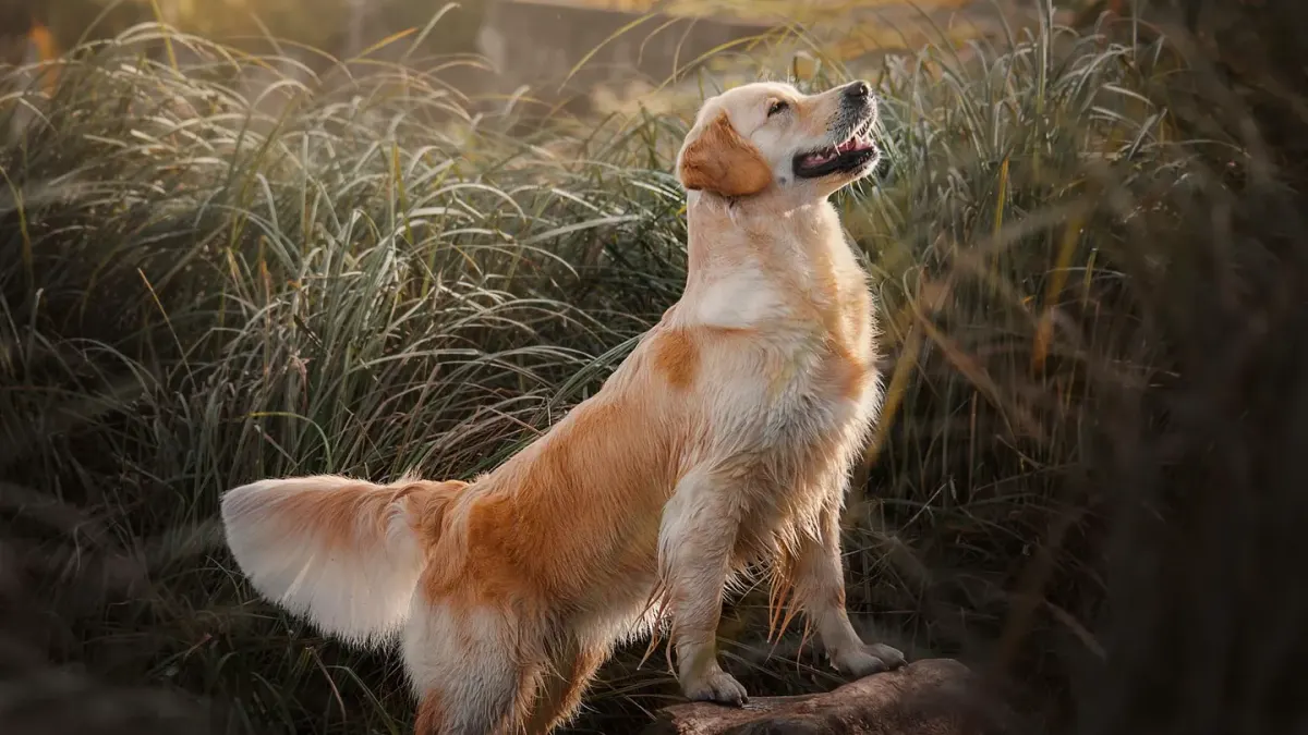 Senior golden retriever pushing up off a dog bed in a sunlit living room