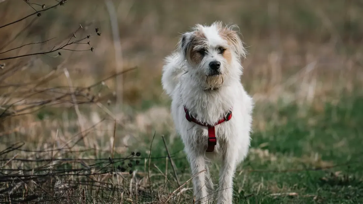 Senior mixed-breed dog standing on grass with its weight shifted off its hind legs