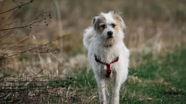 Senior mixed-breed dog standing on grass with its weight shifted off its hind legs