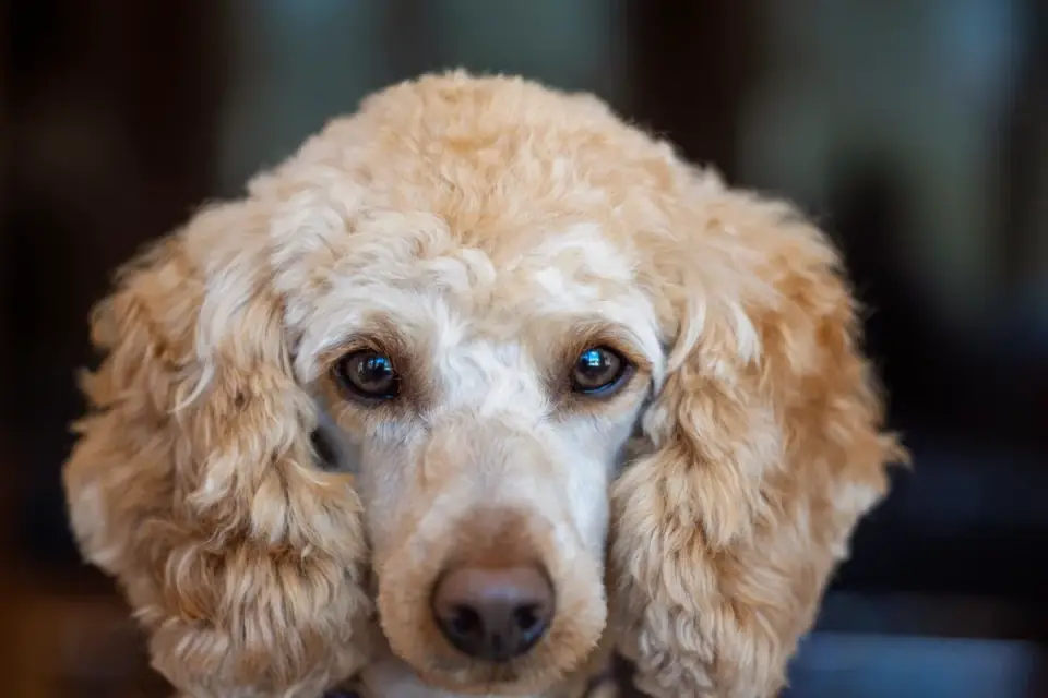 Senior standard poodle standing on a hardwood floor with a visibly thinning coat over the hips